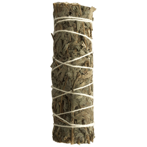 Albahaca Limón (4 pulgadas)