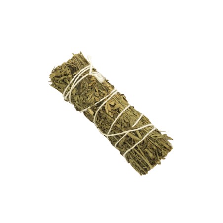 Artemisia (4 pulgadas)