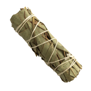 Eucalipto (4 pulgadas)