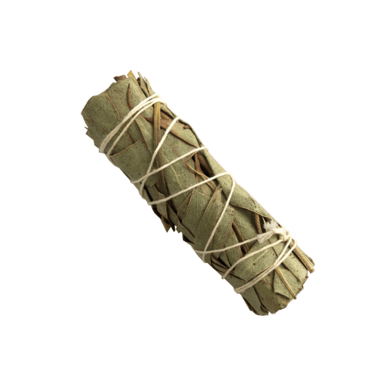 Eucalipto (4 pulgadas) Eucalipto (4 pulgadas)