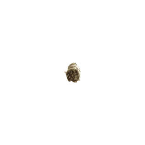 Hierba Santa (4 pulgadas)